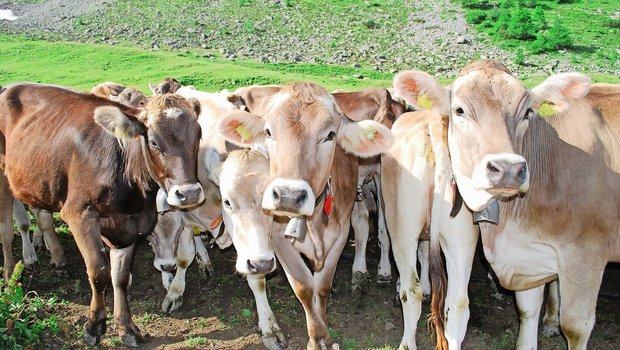 Viele Tiere aus verschiedenen Betrieben: Auf Sömmerungen und Gemeinschaftsweiden besteht ein erhöhtes BVD-Risiko. 