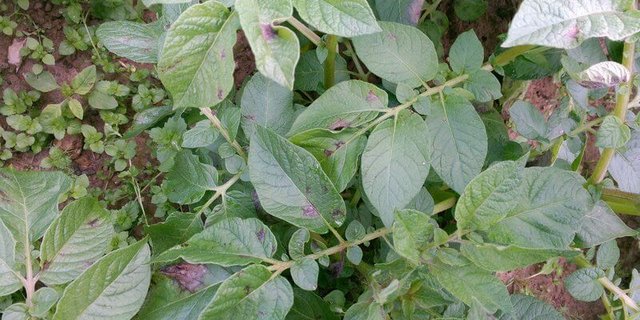 Verdachtsfälle auf Krautfäule sollten beim Strickhof gemeldet werden. (Bild BauZ)