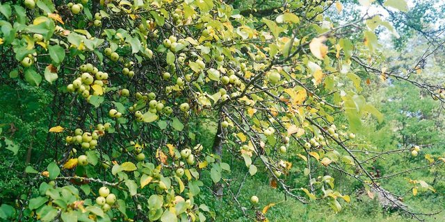 Beim Spazieren auf dem Randen kann man im Spätsommer reich behangene Wildapfelbäume entdecken.