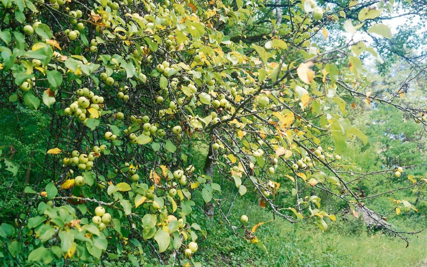 Beim Spazieren auf dem Randen kann man im Spätsommer reich behangene Wildapfelbäume entdecken.