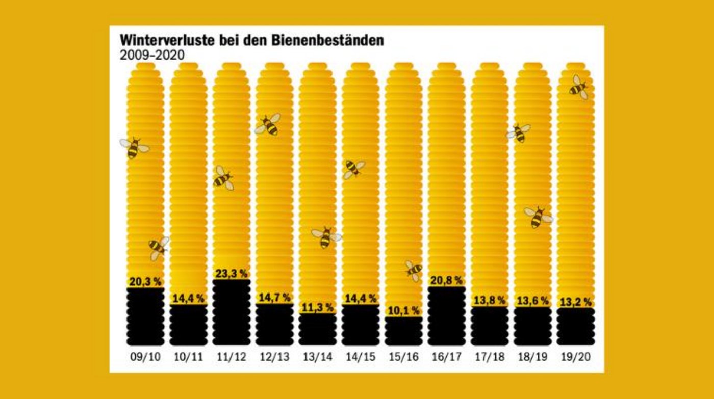 Die meisten  Bienenvölker erwachen im Frühling wieder, aber in jedem Jahr gibt es Verluste.  (Grafik mi / Daten Bienen Schweiz)
