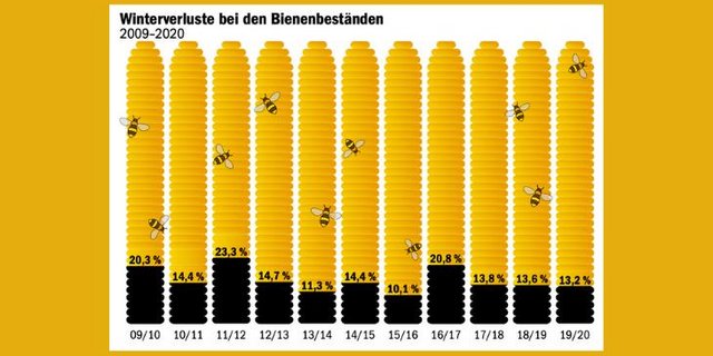 Die meisten  Bienenvölker erwachen im Frühling wieder, aber in jedem Jahr gibt es Verluste.  (Grafik mi / Daten Bienen Schweiz)