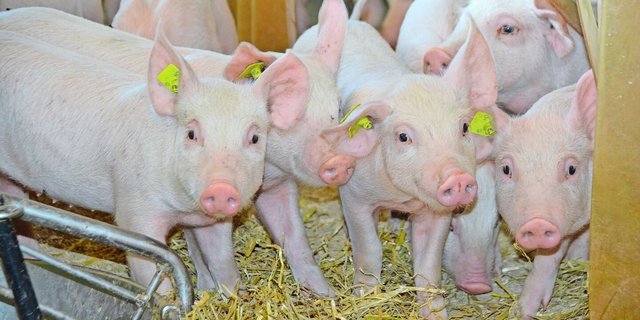 Eine effiziente P-Verwertung im Schweinestall nützt allen.