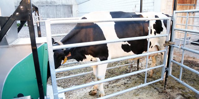 Beim GreenFeed-System gibt ein Futterautomat in kleinen Portionen Lockfutter für das Rind ab, damit es lange genug verweilt, um den Treibhausausstoss zu messen. Eine bisherige Methode ... (Bilder: Agroscope)
