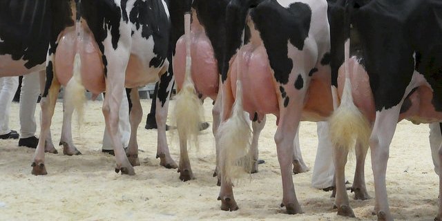 Bei Viehschauen bemängelt der Schweizer Tierschutz unter anderem übervolle Euter. (Bild zVg)