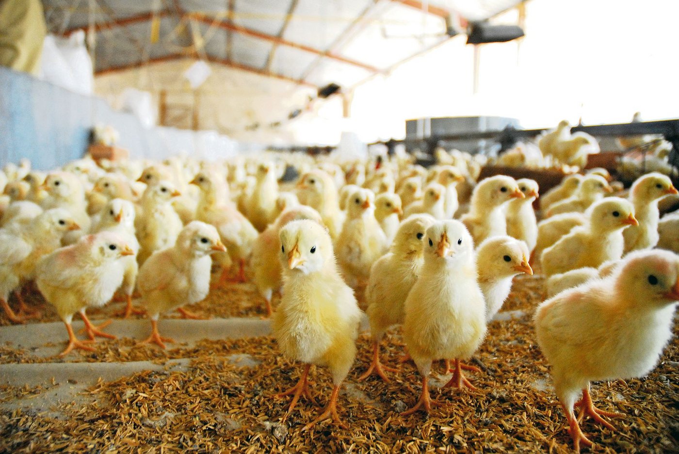 Gutes Management in der Startphase legt in der Pouletmast den Grundstein für einen erfolgreichen Umtrieb. Wenn dieses stimmt, müssen auch weniger Antibiotika eingesetzt werden.(Bild Paco/Stock Adobe)