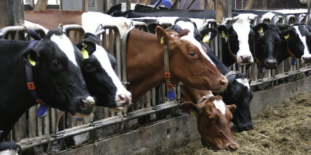 Alle Nutztiere sollen laut Bundesrat genug Auslauf haben. (Bild Fred Lehmann/pixabay)