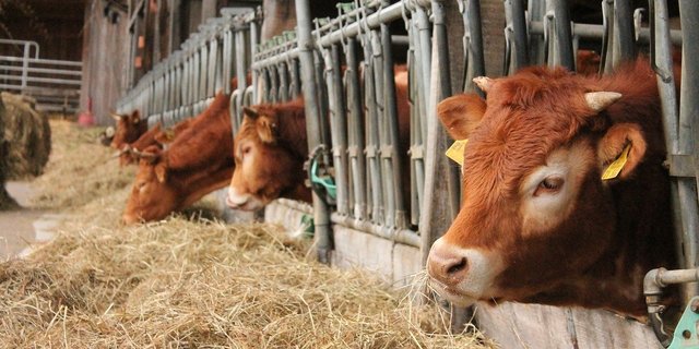 In fast allen Regionen wurden vergleichbare Gehaltswerte auf gutem Niveau gemessen. (Bild Pixabay)