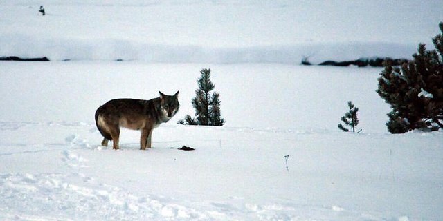 Einer der beiden Wölfe ist bei der Überquerung der Geleise gestorben. (Archivbild Amt für Jagd und Fischerei Graubünden)