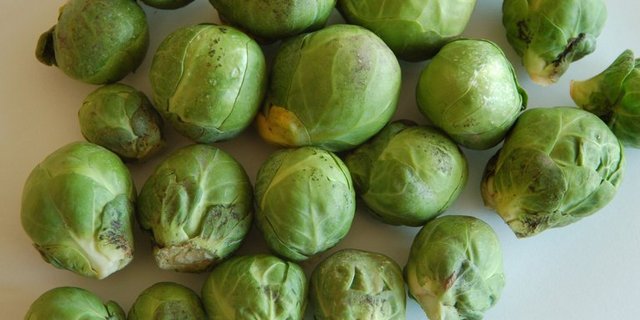 Dieser nur äusserlich von Russtau befallene Rosenkohl genügt den Qualitätsansprüchen der Abnehmer normalerweise nicht. (Bild Lutz Collet)