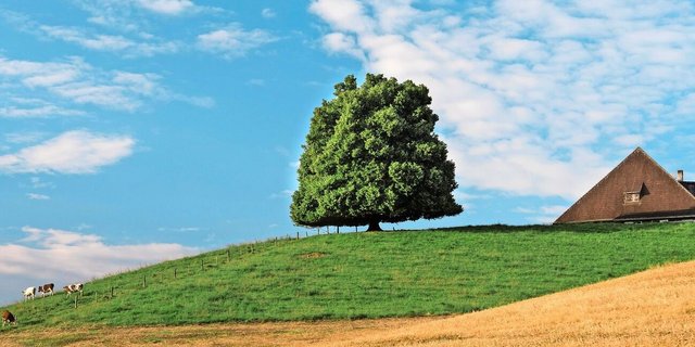 Die Linde ist ein traditioneller Baum Mitteleuropas, bekannt für ihre herzförmigen Blätter, duftenden Blüten und ihre Rolle als Symbol für Frieden und Gemeinschaft. 