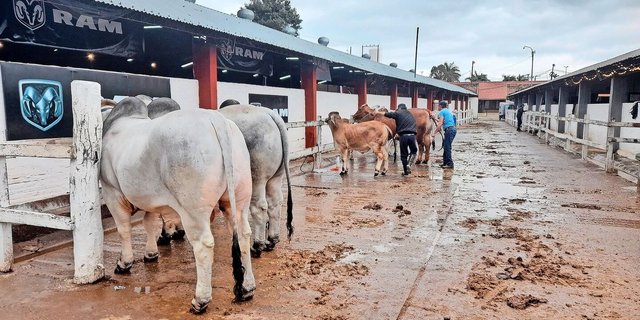 Wie hierzulande: Regelmässig gönnt man den ausgestellten Tieren etwas Ruhe. Während sie gewaschen oder spazieren geführt werden, misten die Stallkräfte die Boxen aus.  