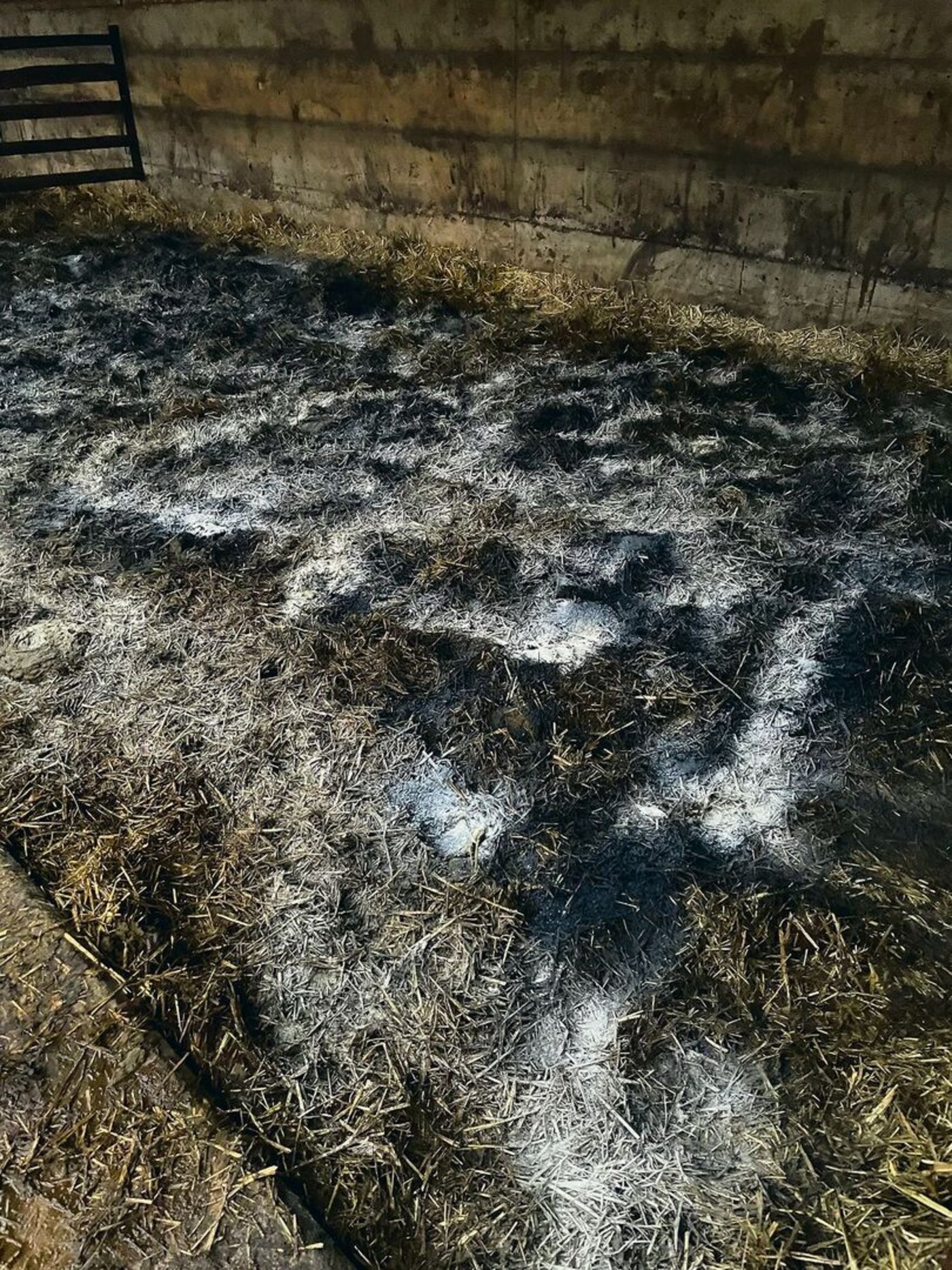 In den Tiefstreu wird einmal wöchentlich Pflanzenkohle und Biolith gestreut.