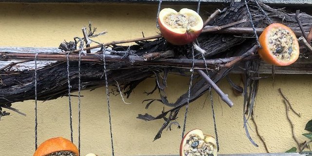 Vogelfutter sollte man Vögeln nur im Winter und bei geschlossener Schneedecke oder Dauerfrost zur Verfügung stellen. (Bilder et)