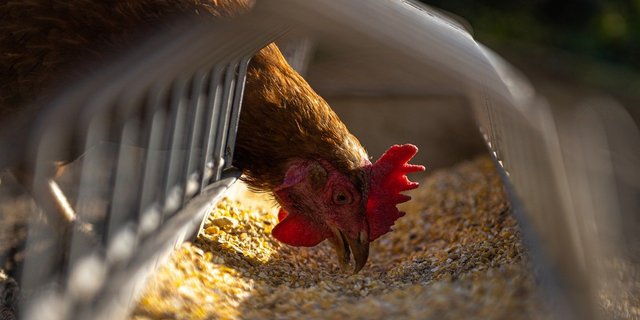 Zur Prävention der Vogelgrippe-Übertragung durch Wildvögel auf Nutzgeflügel ist es besonders wichtig, dass Hühner und Truten in einem geschlossenen, für wilde Vögel unzugänglichen Stall gefüttert und getränkt werden. (Bild Andreas Goellner/Pixabay)