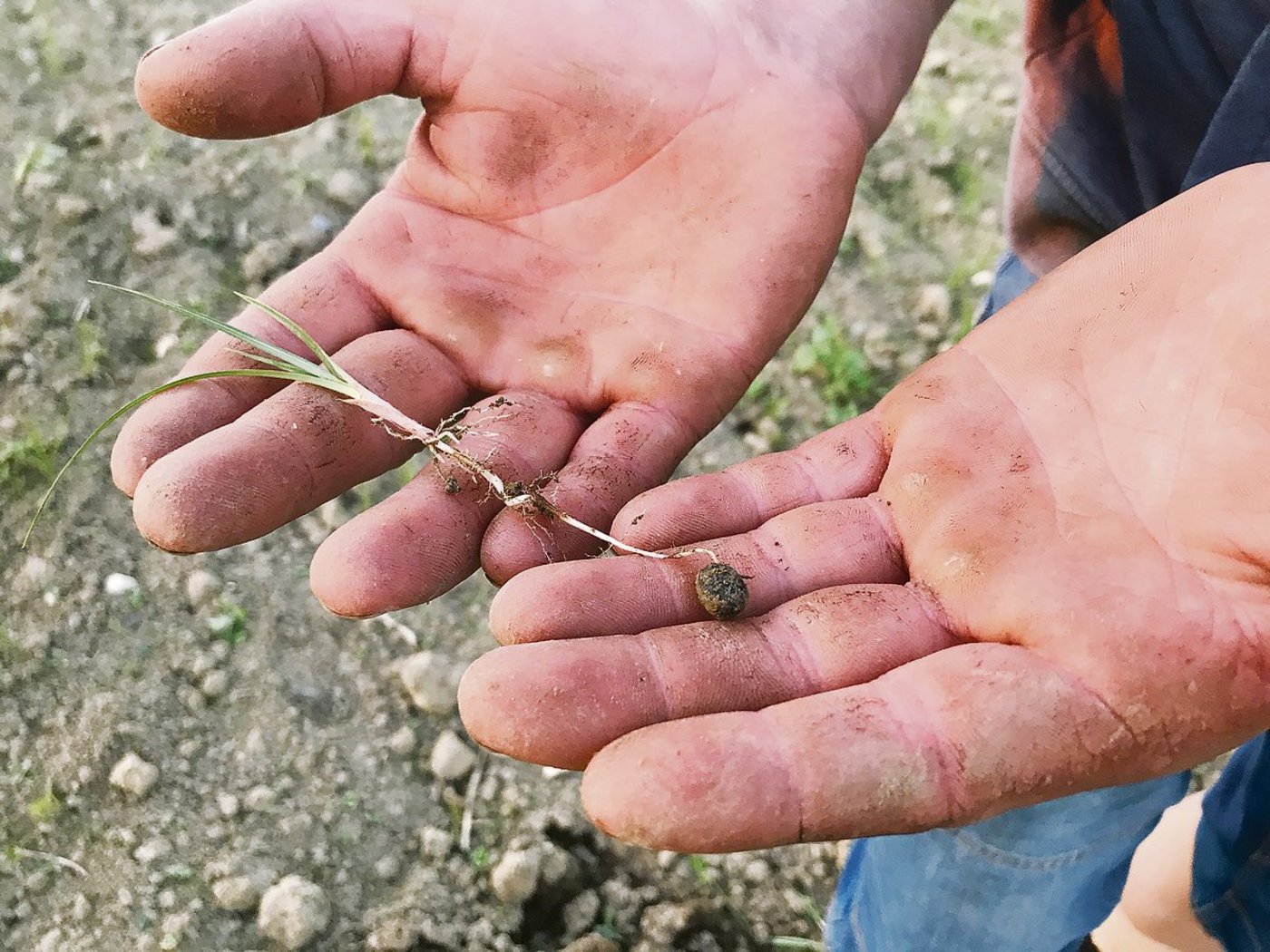 Charakteristisch: Die Wurzeln des Erdmandelgrases sind fein und weiss mit braunen Kringeln. An den Wurzeln bilden sich ab dem Fünfblattstadium Knöllchen, auch Mandeln genannt.(Bild Alexandra Stückelberger)