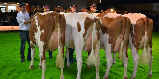 Die Töchtergruppe von Frontrunner Dumper: Ein Stier, der sicher Ausstellungskühe hinterlassen kann.