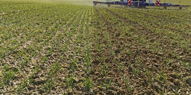 Durch den Striegeleinsatz wird nicht nur Unkraut reguliert, sondern die Bodenoberfläche aufgelockert, wodurch wieder mehr Luft in den Boden gelangt. (Bild Wallierhof)