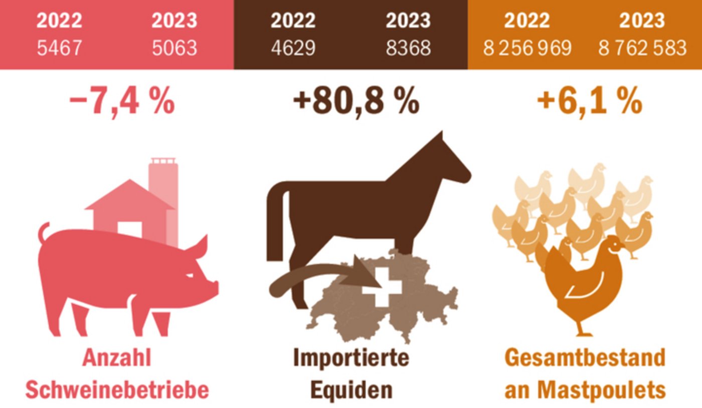 Das Viehjahr 2023 in Kürze: weniger Schweine und mehr Geflügel und deutlich mehr Importpferde.