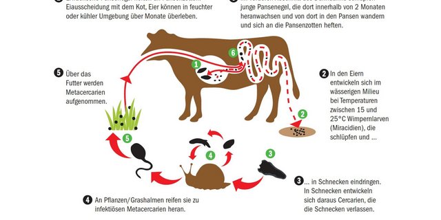 Der Zyklus des Pansenegels. (Quelle vetmedica.de/Grafik Nicole Geiser)	
