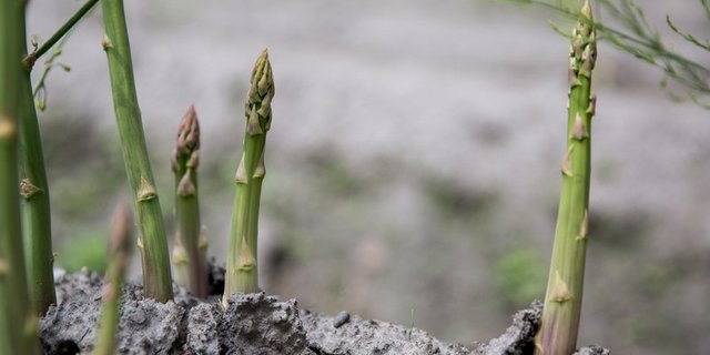 Um die anfallende Ernte zu sichern, ist die Schweiz auf Arbeitnehmende aus dem Ausland angewiesen. (Bild BauZ)