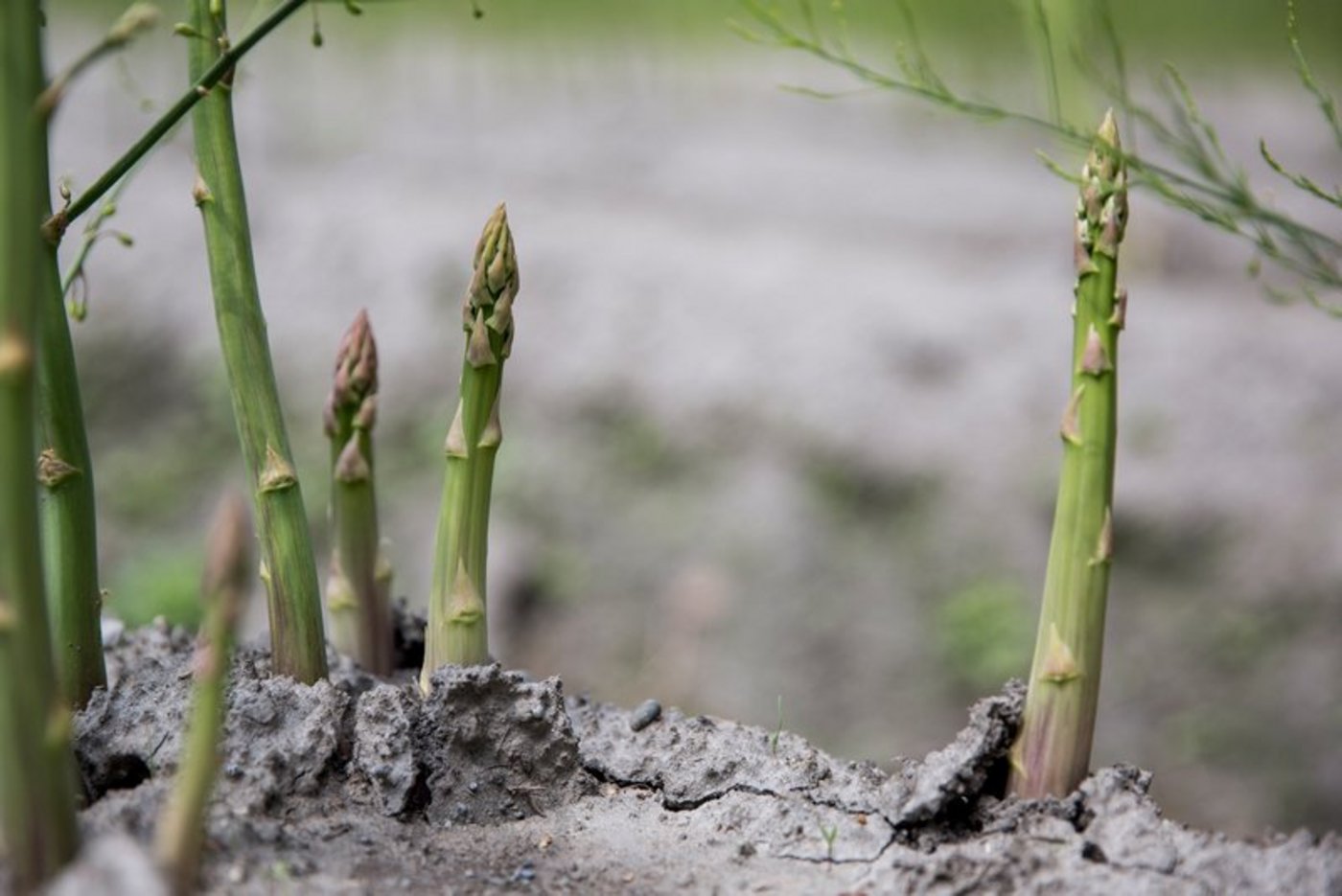 Um die anfallende Ernte zu sichern, ist die Schweiz auf Arbeitnehmende aus dem Ausland angewiesen. (Bild BauZ)