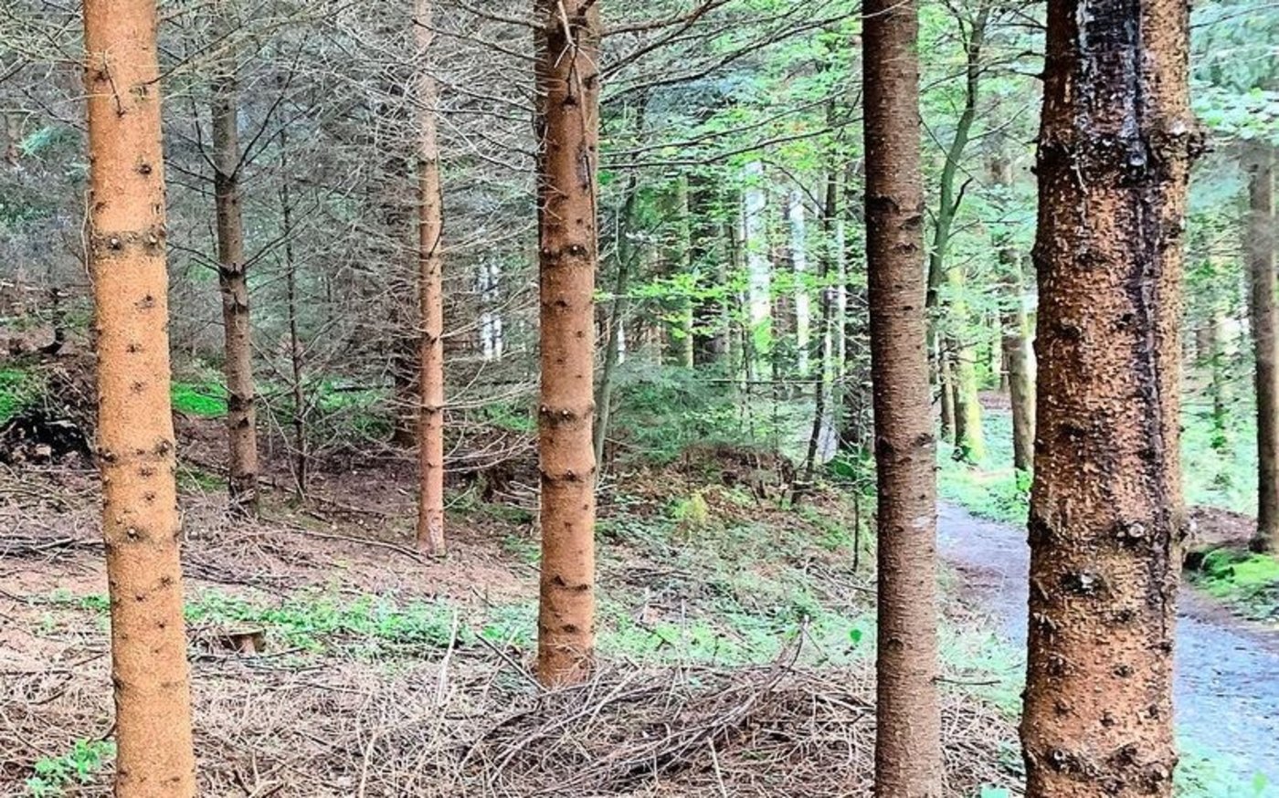 Wertastung bei jungen Fichten.