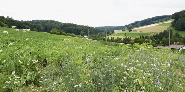 Blühstreifen haben auch in Zuckerrüben ein grosses Potenzial. Aufgrund des Gauchoverbots wird die gezielte Nützlingsförderung unabdingbar.(Bild zVg)