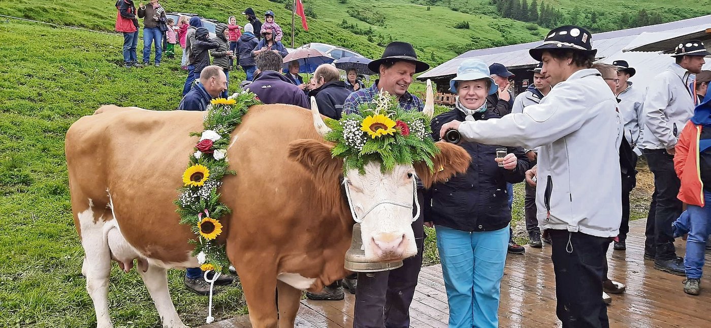 Die Meisterkuh Daria ist gelassen, während die anderen Leute Weisswein trinken. (Bild Toni Bergmann)