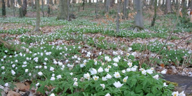 Im Kanton Freiburg wird eine neue Richtplanung über die Wälder erstellt. (Bild: ko)
