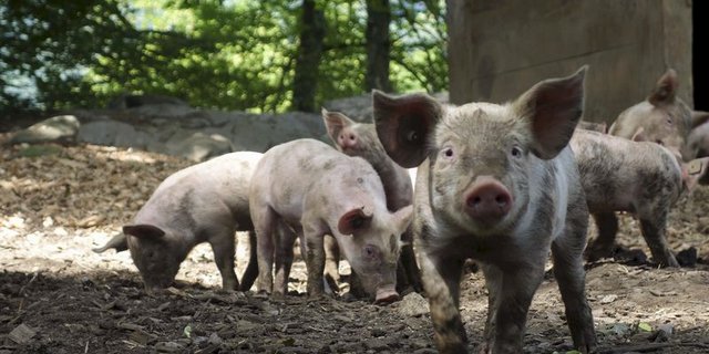 Draussen an der frischen Luft, zufrieden in der Erde wühlen: So stellen sich die Konsumentinnen und Konsumenten ein Schweineleben vor. Im Laden zieht jedoch tiergerecht produziertes Fleisch gegenüber konventionellem Rabatt-Fleisch meist den Kürzeren. (Bild Pixabay)