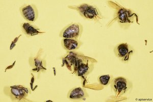 In Mähaufbereiter werden Bienen regelrecht zerstückelt. Daher wird empfohlen, auf solche Geräte zu verzichten oder sie nur bei geringem Bienenflug einzusetzen. (Bild Apisuisse)