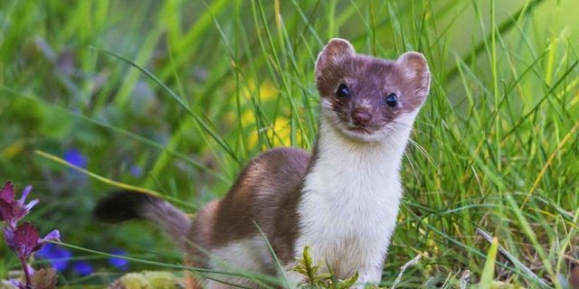 Der Hermelin ist eine Marderart und wurde nun von der Naturschutzorganisation Pro Natura zum Tier des Jahres gekührt. (Bild Stefan Gerth)