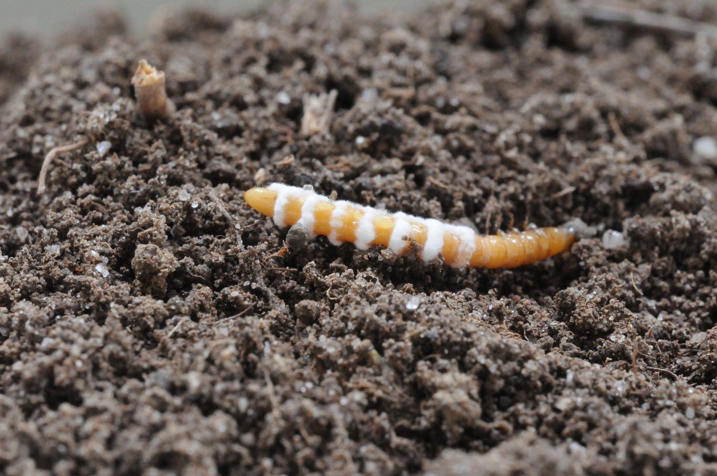 Das biologische Produkt Attracap enthält einen Pilz, der Drahtwürmer befällt und abtötet. (Bild Christian Schweizer, Agroscope)