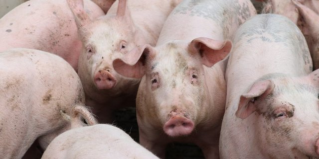 Zwar konnten alle Tiere die befreit wurden wieder eingesammelt werden, doch die Rangordnung in der Herde wurde über den Haufen geworfen.(Bild Ruth Aerni)