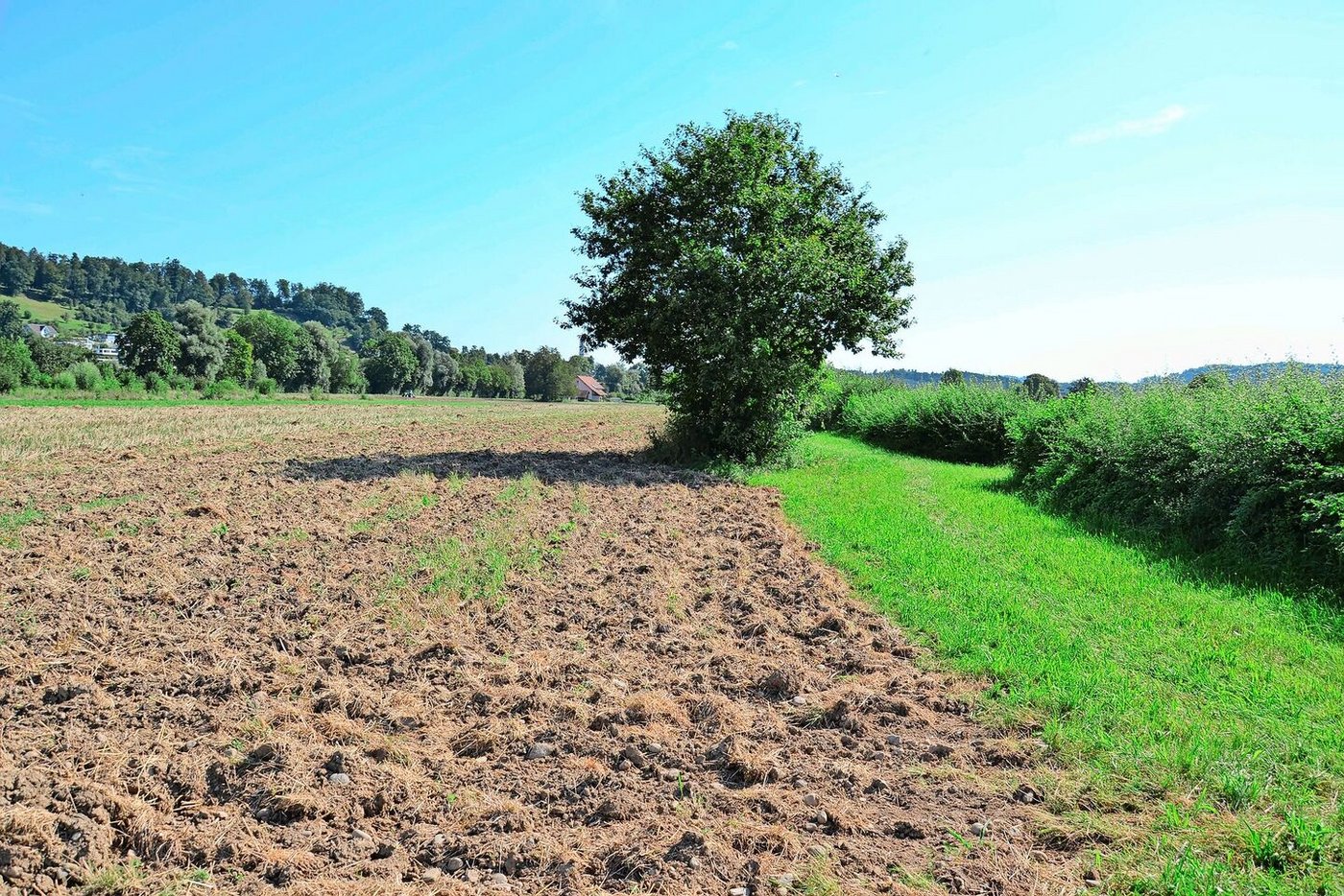 Überlegt platzierte Elemente wie Hecken strukturieren die Landschaft. Um das sinnvoll umzusetzen, braucht es ökologische Beratung.