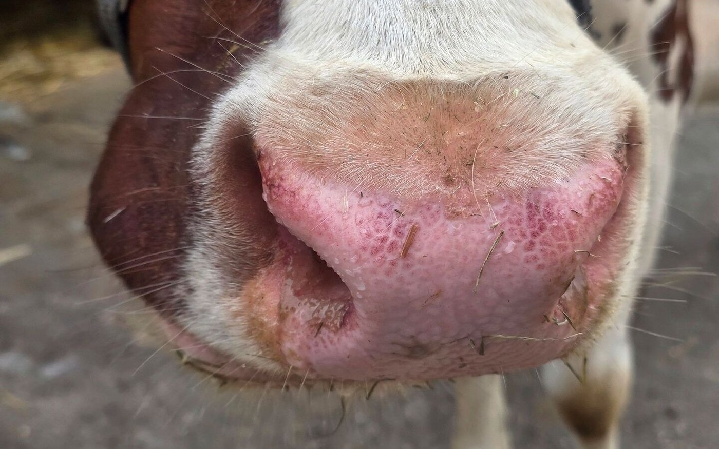 Wer Kühe im Stall mit solchen Nasen hat, muss den Tierarzt kontaktieren. Blauzunge ist weiterhin meldepflichtig. 