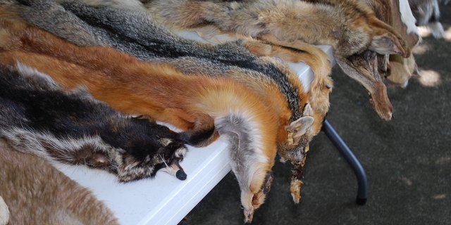  Der Bundesrat muss nun prüfen, wie die Pelznachfrage in der Schweiz durch einheimische Ressourcen gedeckt werden kann. (Bild Pixabay)