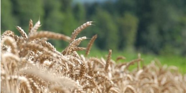 Alte Weizensorten haben laut neuen Forschungsergebnissen vor allem unter Nährstoffmangelbedingungen im Vergleich zu aktuellen Züchtungen die Nase vorn. (Bild BauZ)