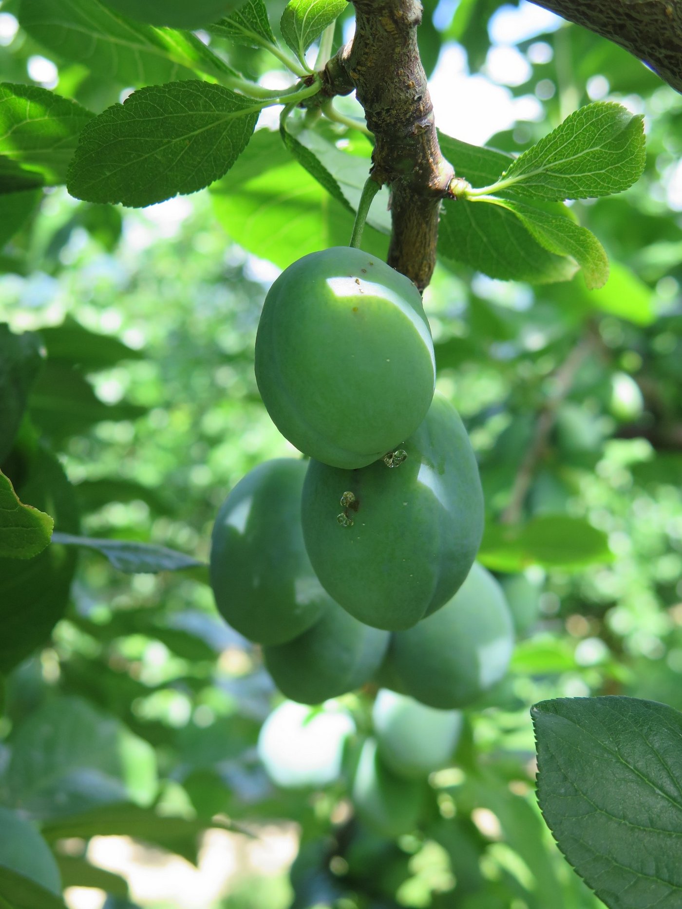 Die Larven des Pflaumenwicklers werden bald aktiv. Larvizide müssen beim Schlupf eingesetzt werden. (Bild zVg)