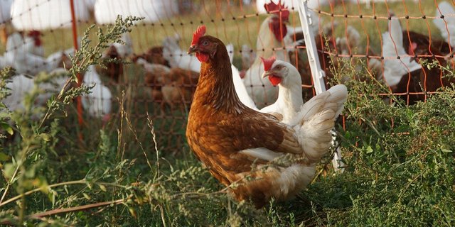 Wegen der in Europa zur Vogelgrippe-Prävention vielerorts verhängten Stallpflicht gibt es wenig Freilandeier. (Bild e2grafikwerkstatt/Pixabay)