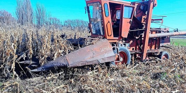 Die alte «Mähdrescher-Dame» von Egon Tschols Lohnunternehmer im Einsatz auf dem Maisfeld. Es ist das erste Jahr, in dem der Auswanderer maschinell auf fünf Hektaren Mais säen konnte. 