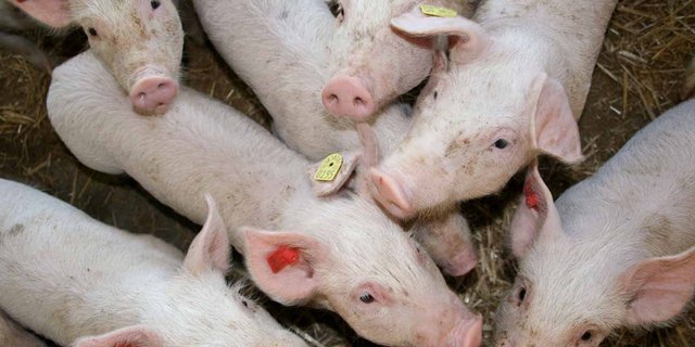 Die EU exportiert am meisten Schweinefleisch nach China, gefolgt von Japan und Südkorea. (Symbolbild, landwirtschaft.ch/Dominic Meyerhans)
