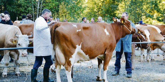 Der Viehschauexperte Ruedi Sommer wurde letzten Herbst aus der Schaukommission verabschiedet. Der freiwerdende Sitz bleibt jetzt für die Emmentaler ein Jahr vakant. (Bild BauZ/Peter Fankhauser)