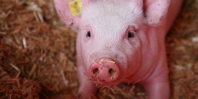 Die Tierwohlprämie deckt in der Schweinemast nur 91 % der Kosten der IP-Suisse-Betriebe. (Bild Agroscope)