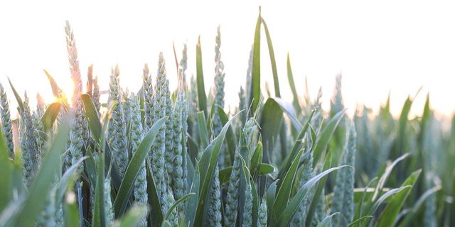 Welche Weizensorte darf es sein? Die Entscheidung für die Ernte 2026 steht jetzt an.