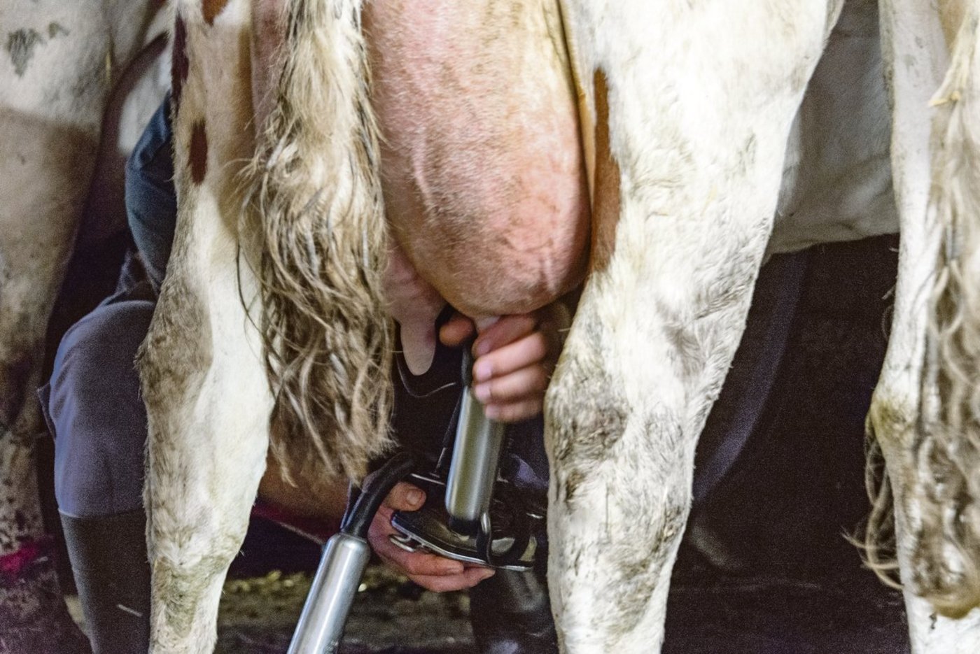 Bekommen die Käsereimilchproduzenten schon bald mehr für ihre Milch? Erforderlich ist aber, dass die Tankmilch zuerst einen hohen Anteil an Kappa-Kasein B aufweisen muss.(Bild hj)