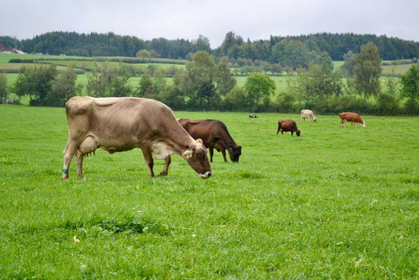 Junges Weidegras im ersten Aufwuchs ist generell arm an Magnesium. (Bild Jasmine Baumann)