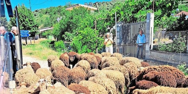 Die Schafhaltung ist ein wichtiger landwirtschaftlicher Wirtschaftszweig in Albanien. Auf der Leserreise entwickelte sich ein Running Gag zum Thema Schafe. 