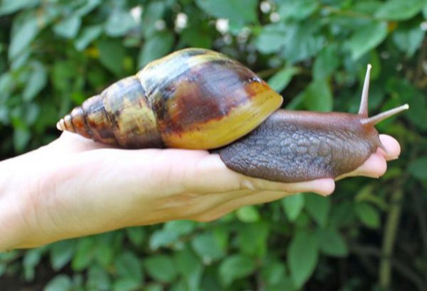 Diese Schnecke ist so gross wie eine Hand. (Bild twitpic)